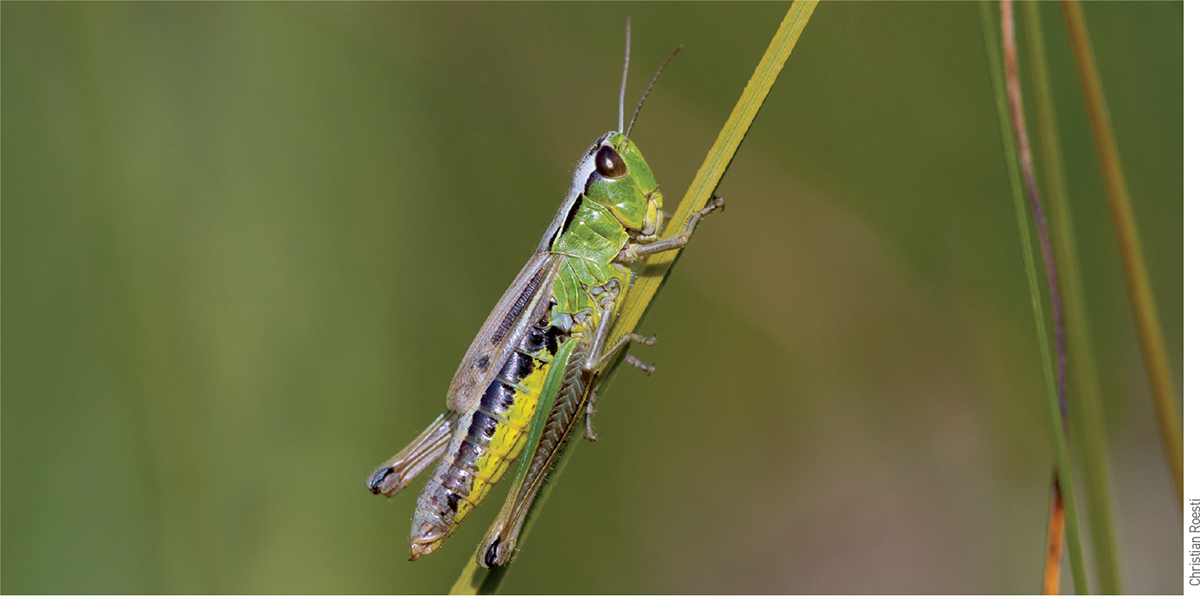 Water-meadow Grasshopper Pseudochorthippus montanus female The - photo 4