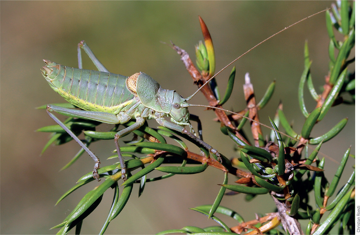 Bormans Alpine Saddle Bush-cricket Ephippiger terrestris bormansi male The - photo 5