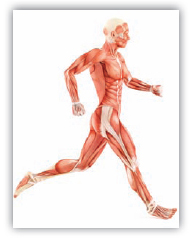 iStockphotoThinkstock Flexor Carpi Radialis Gastrocnemius Hip Flexor Stretch - photo 7