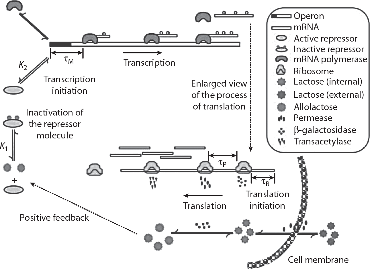 A simplified mechanistic description of the rate processes involved in gene - photo 2