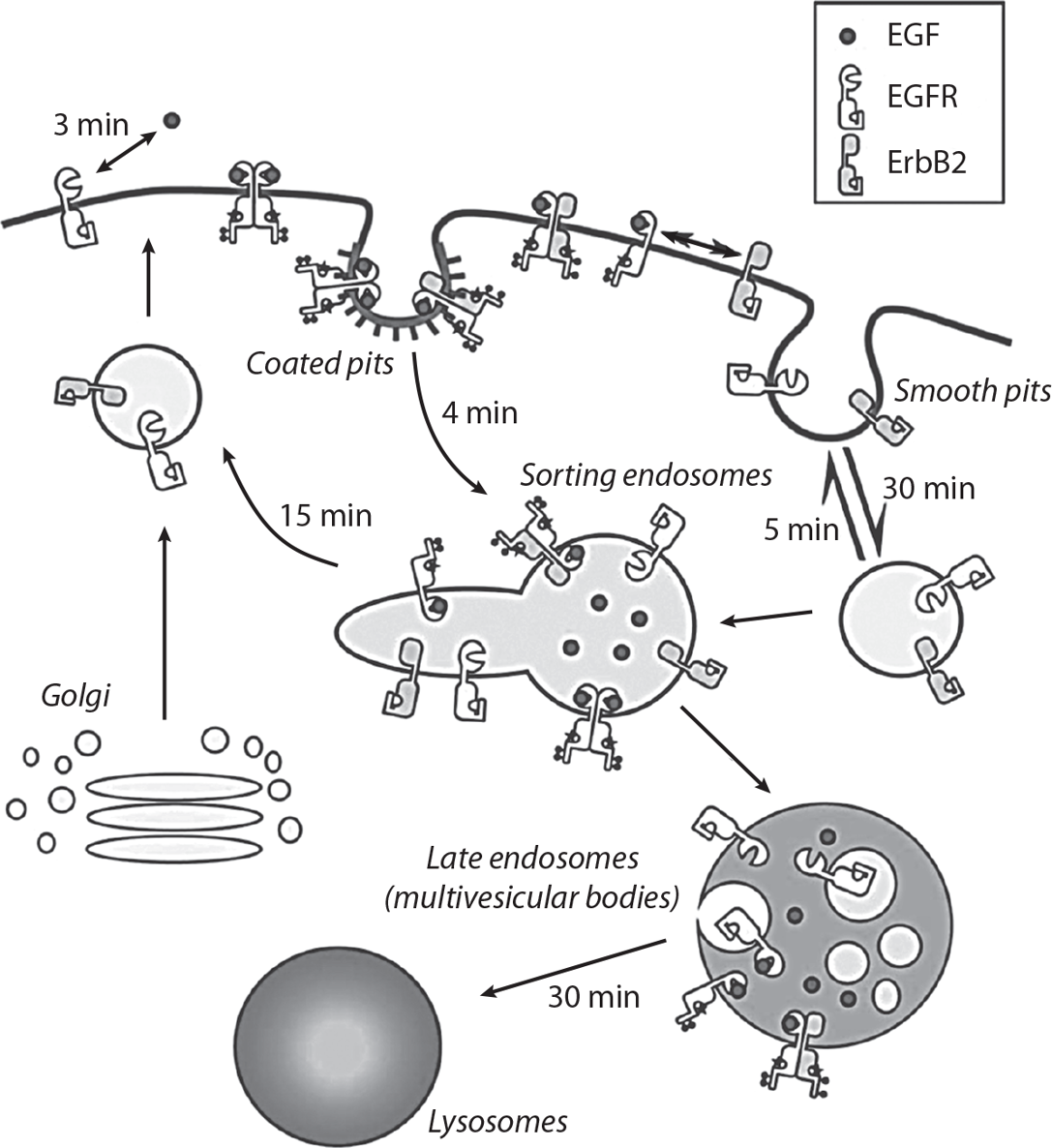 Schematic diagram of the vesicular transport pathways for cell-surface - photo 4