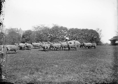 Robert L Bracklow Sheep in Sheep Meadow Central Park circa 18901910 glass - photo 4