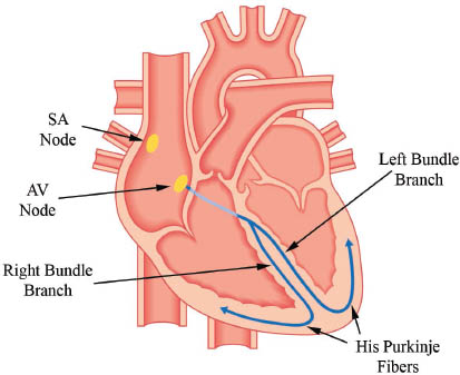 Figure 2 Conduction System of the Heart Coronary arteries The coronary - photo 6