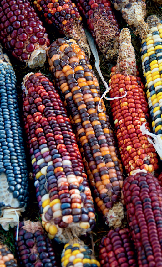 Corn A Global History Edible - image 3