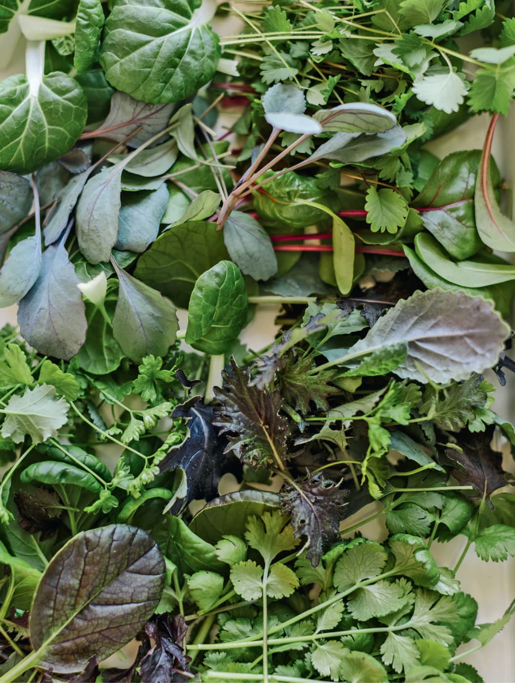 Crop yield from a small corner-shelf hydroponic garden is shown 25 days after - photo 8