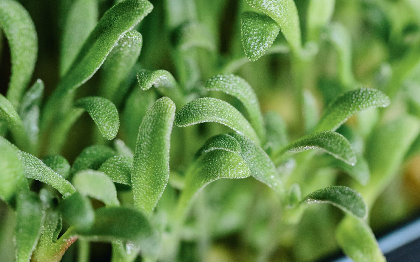 INTRODUCTION MOST HYDROPONIC GARDENS are large contraptions with a maze of - photo 4