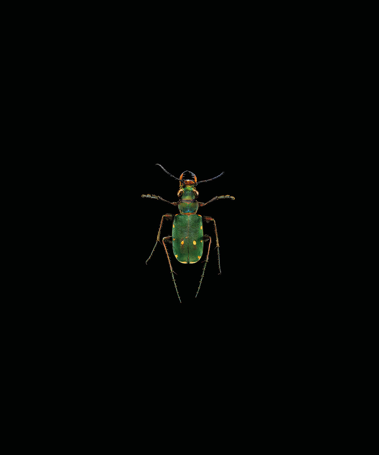 Microsculpture portraits of insects - photo 2