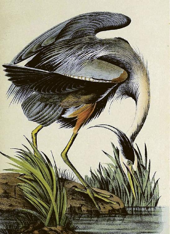 John James Audubon 17851851 The Birds of America 18271838 Great blue - photo 1