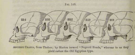 Josiah Nott 18041873 and others Types of Mankind 1854 Modern skulls the - photo 5