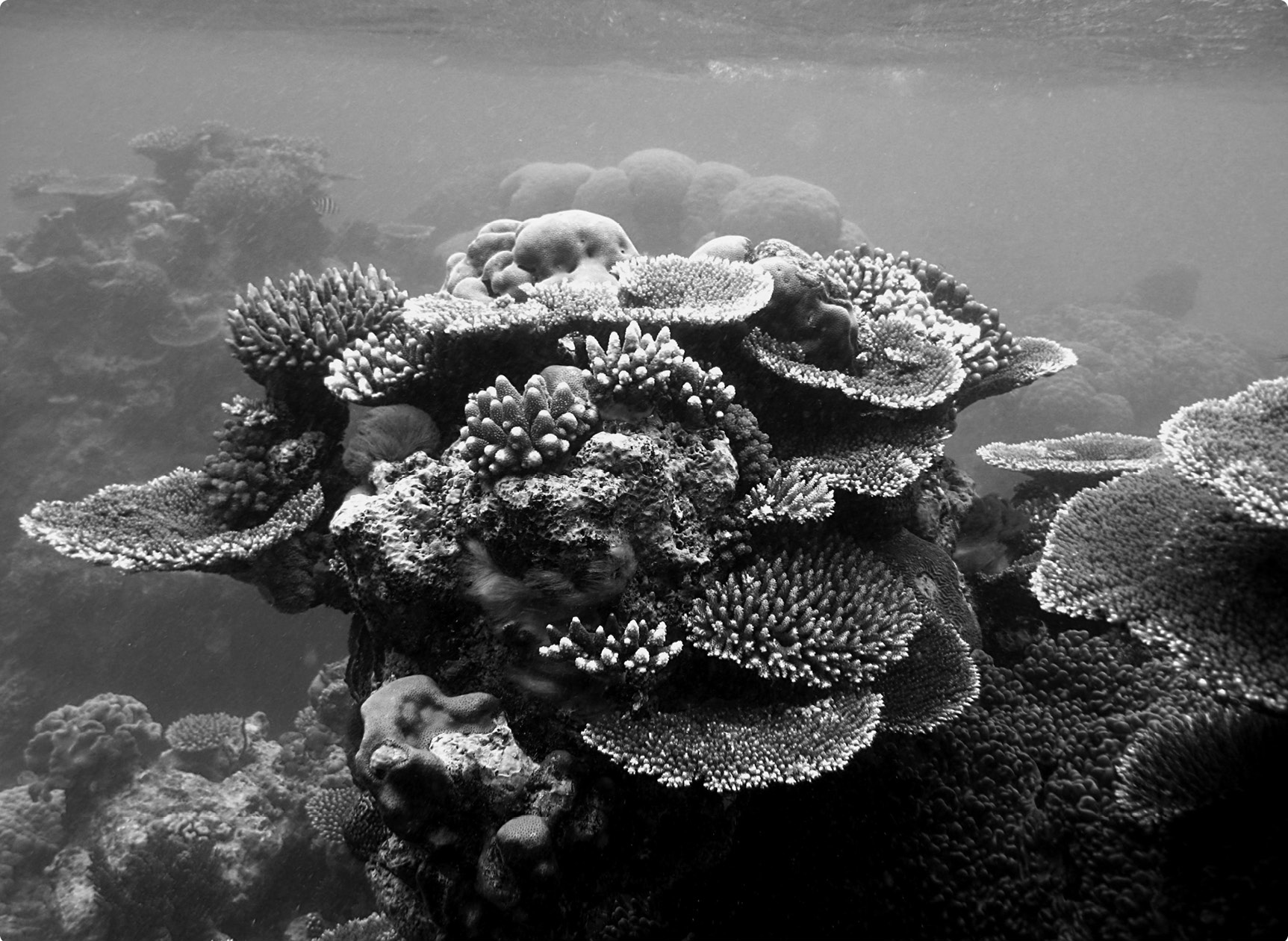 The vibrant undersea world of a healthy coral reef Coral bleached by warming - photo 3