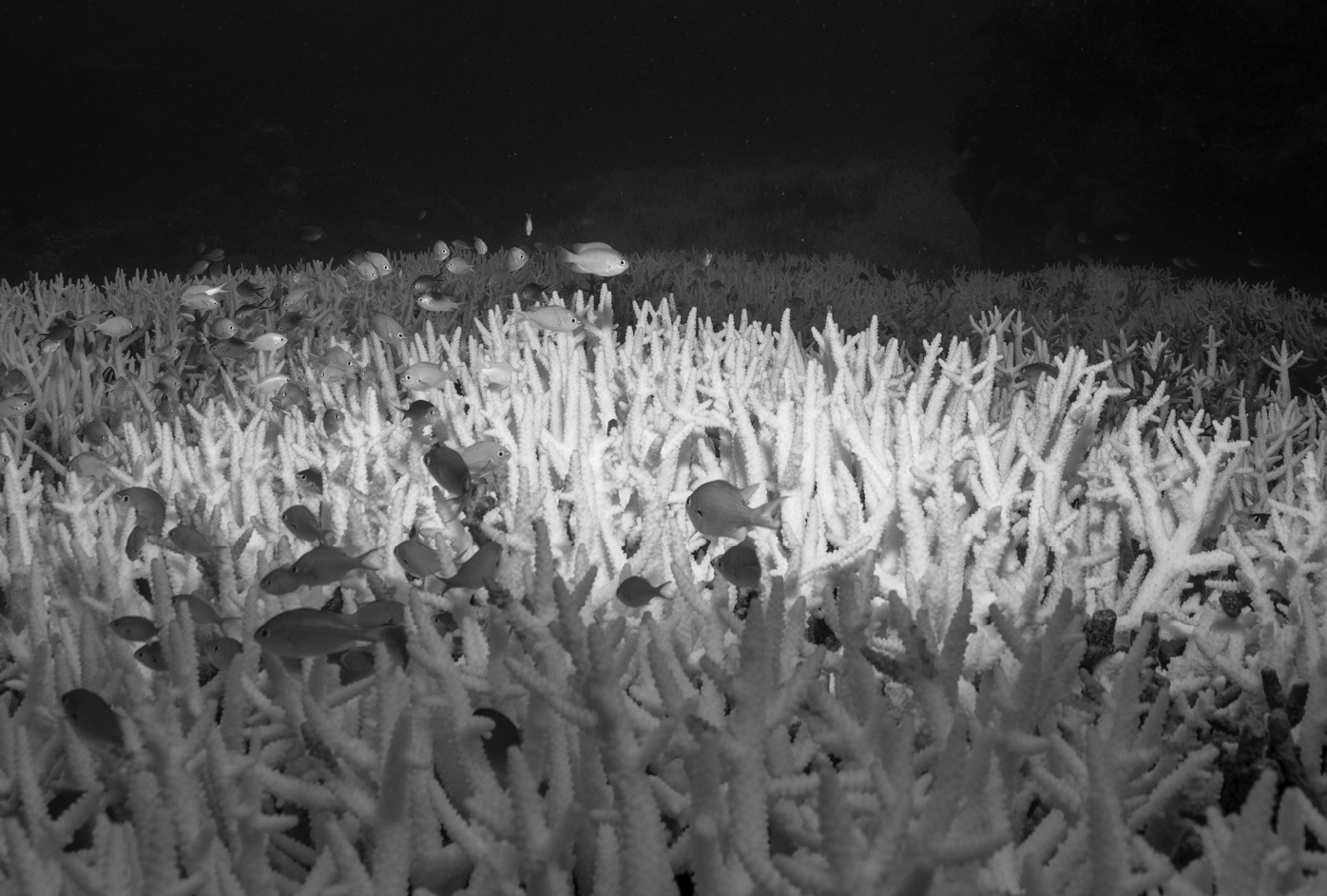 Coral bleached by warming water will die and turn brown if the water does not - photo 4