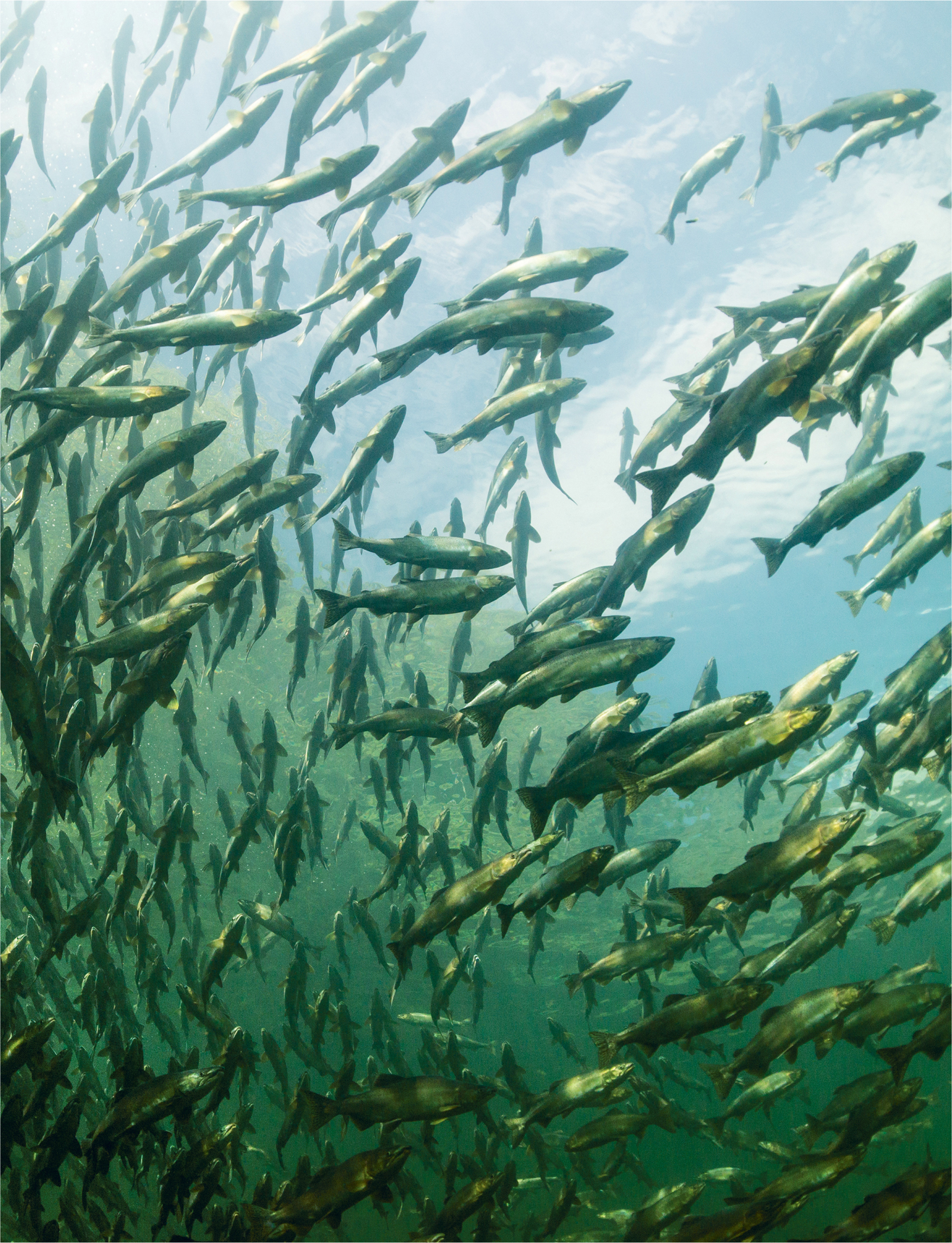 Pink salmon school in the deep pools of the Campbell River before venturing - photo 7