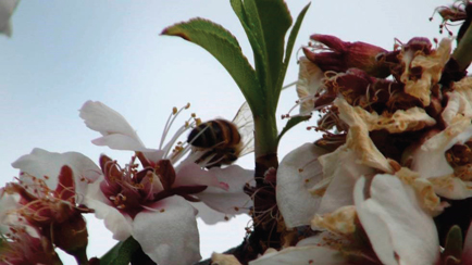 Figure 11 Honey bees working almond blossom The annual almond crop in the - photo 1