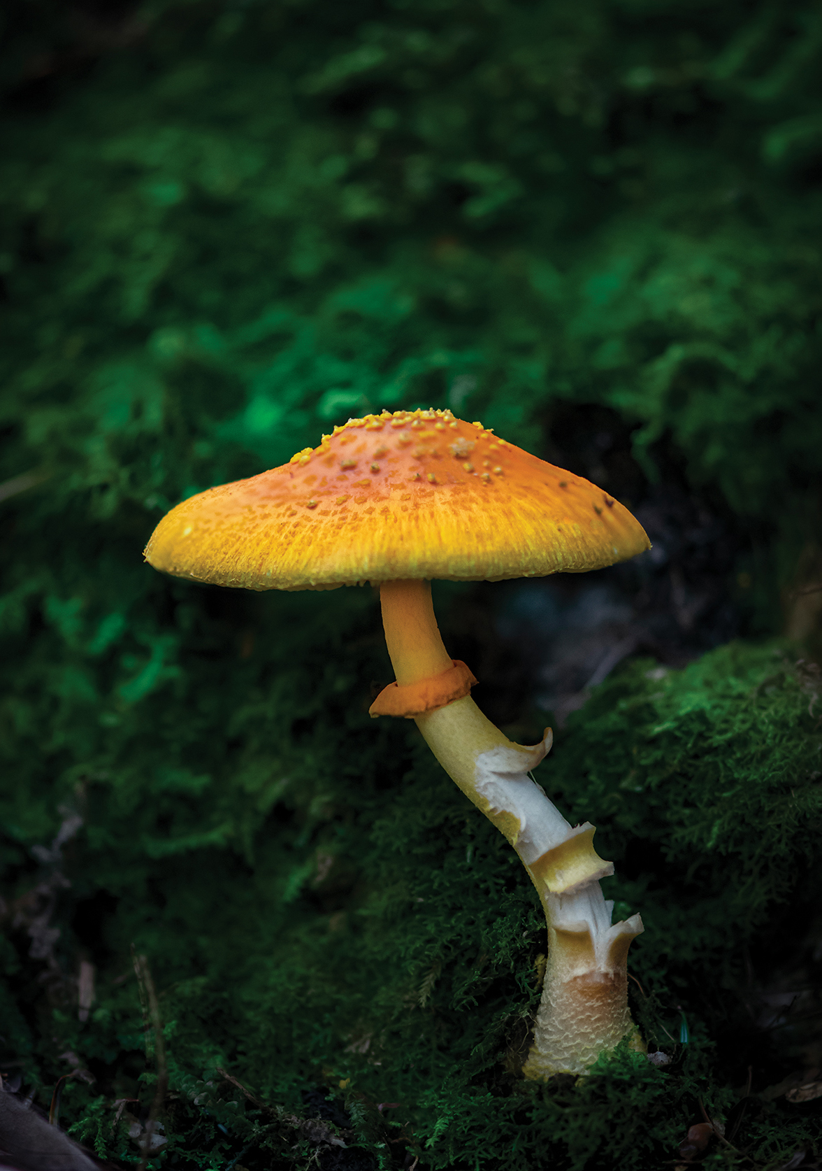 Mushroom Wanderland A Foragers Guide to Finding Identifying and Using More - photo 2