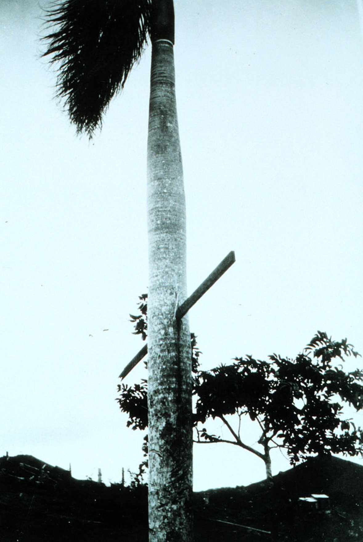 Picture of a 2x4 board driven through a palm tree in Puerto Rico by the 1928 - photo 3