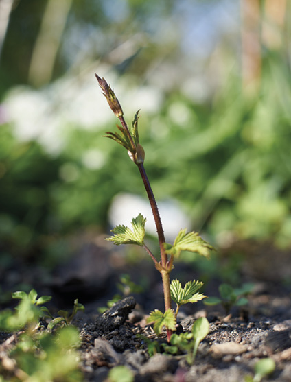 Hop shoot emerging Introduction Forest gardens are not new They have been - photo 3