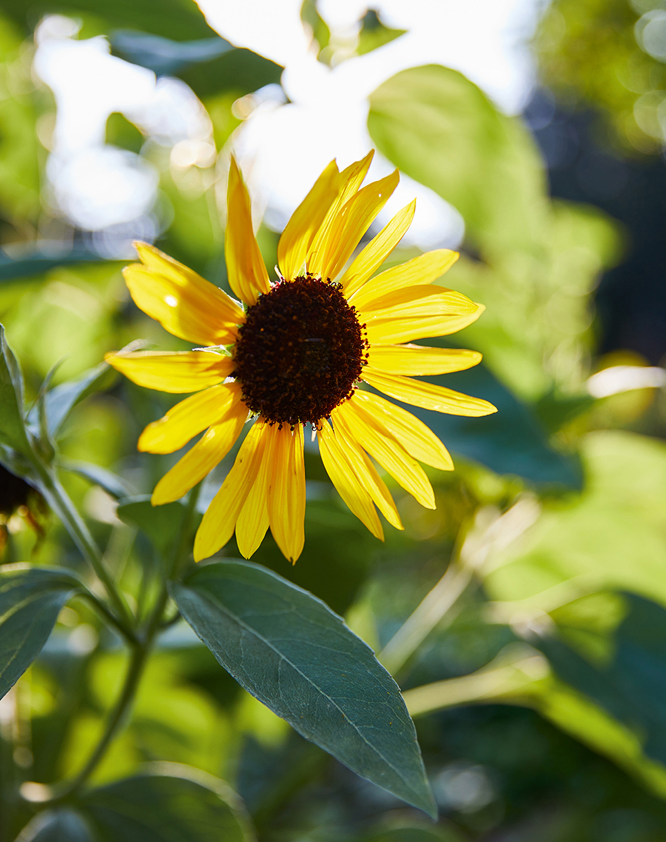 the new gardeners handbook Everything You Need to Know to Grow a Beautiful - photo 2