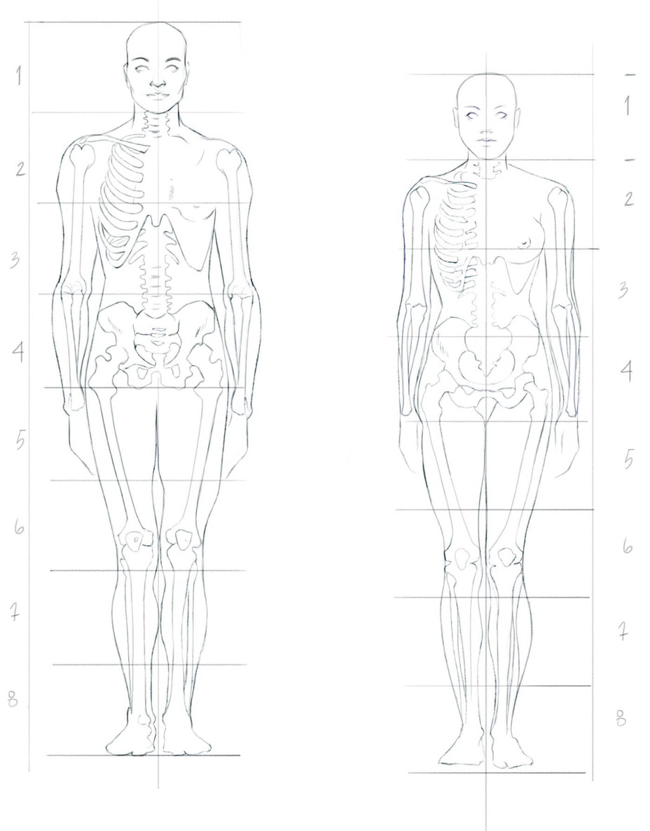 Observe both the male and female figure in profile to see the average - photo 2