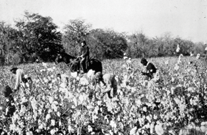 In the prewar years the South remained an agrarian culture as its - photo 23