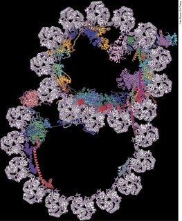 Harvey Lodish Molecular Cell Biology