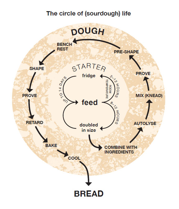 The keys to sourdough A very active starter Creating a sourdough starter the - photo 4