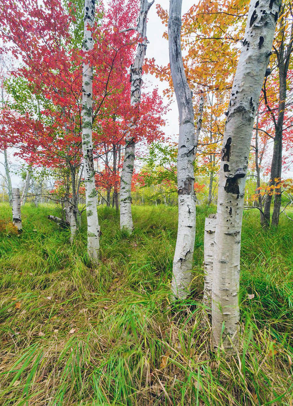 Paper birch growing on the fringe of the Great Meadow Acadia National Park - photo 2