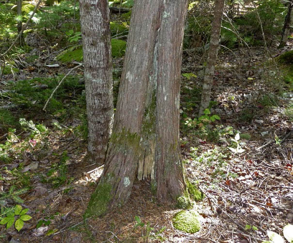 An example of a basal scar on a northern white cedar treeBeech Bark Scale This - photo 4