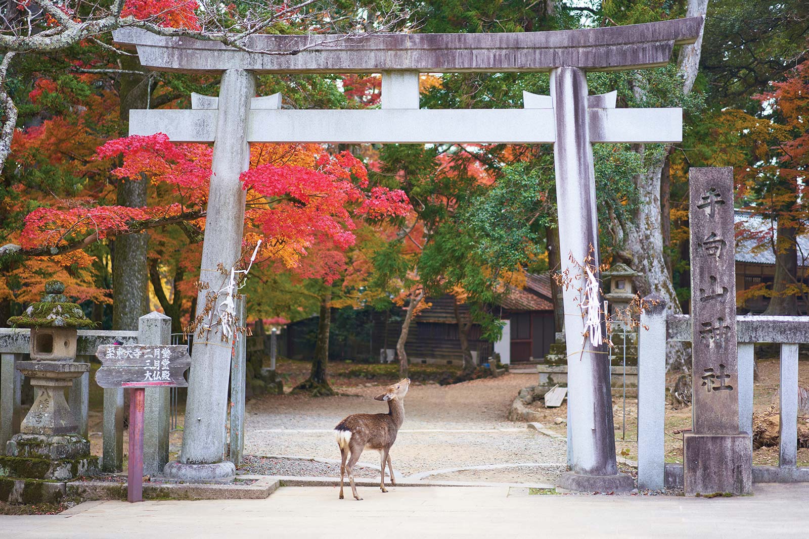 Nara swan boats in Ueno-ken vermillion torii of Fushimi Inari-Taisha - photo 11