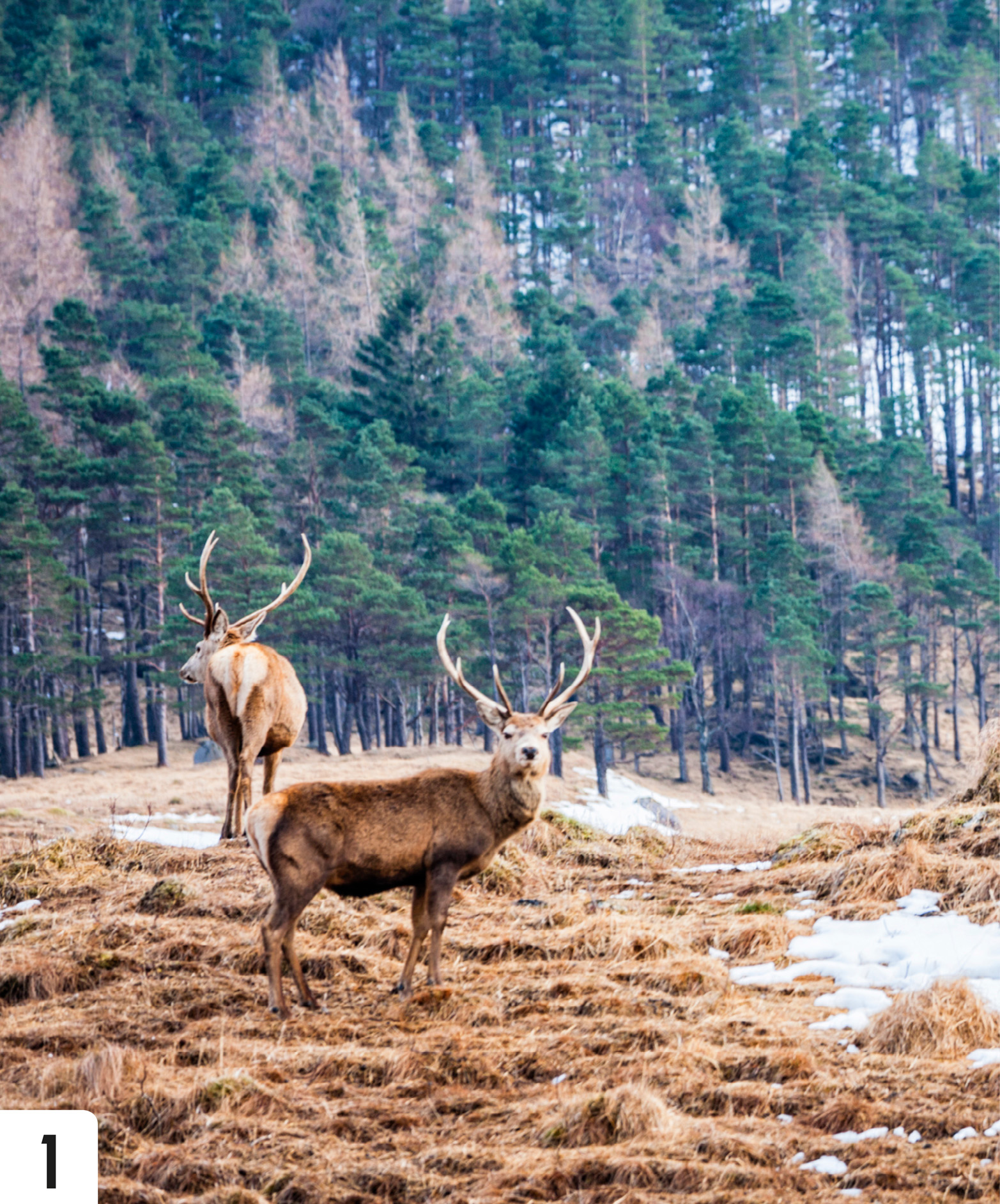 Small but spectacular Scotland is famed for its majestic mountain landscapes - photo 6