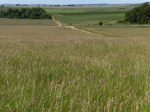 Surrounding countryside of Milston Wiltshire two miles from Amesbury Addisons - photo 15