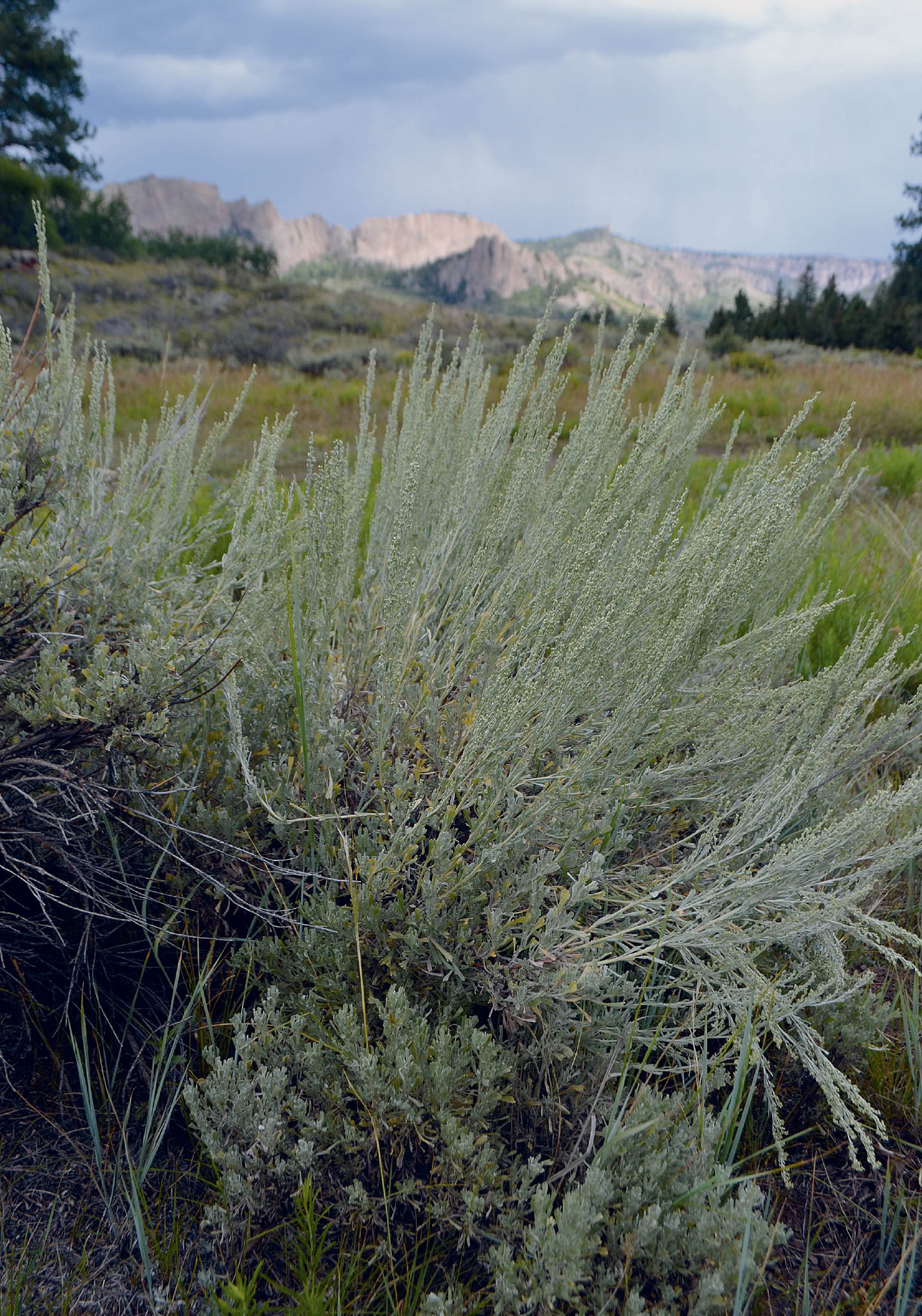 Foreword Like people everywhere herbalists live and practice in a time of - photo 5