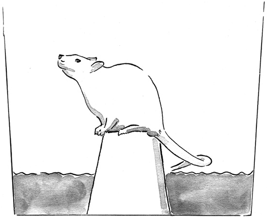 Fig 1 Rat on top of inverted flowerpot Studies of sleep deprivation in humans - photo 3