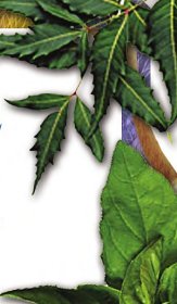 The Way of Ayurvedic Herbs A Contemporary Introduction and Useful Manual for the Worlds Oldest Healing System - image 1