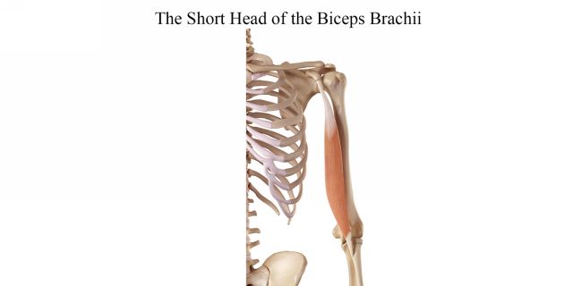 The Long Head of the Biceps Brachii This part of the biceps brachii is best - photo 5