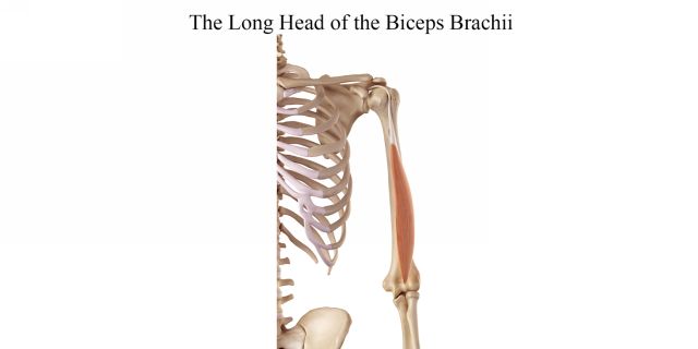 The Brachialis This muscle lies deeper than the biceps brachii and helps to - photo 6