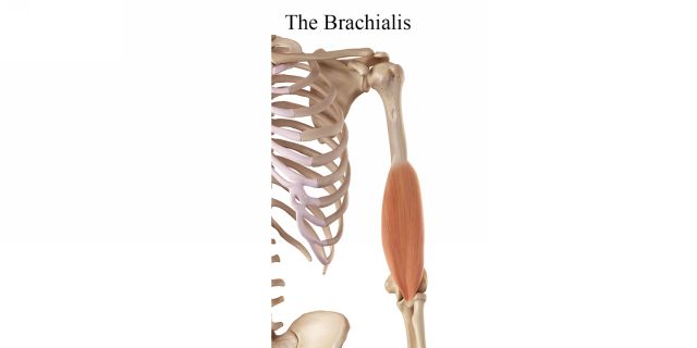 The Brachioradialis This is the biggest muscle of your forearm and helps to - photo 7