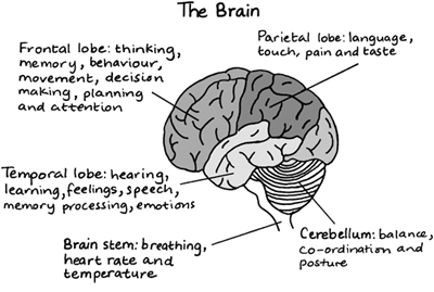 Deeper inside the brain youll find the midbrain pons and medulla which make - photo 4