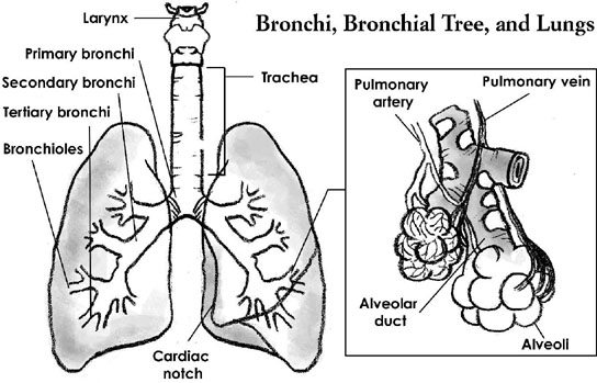 The lungs contain approximately 300 million alveoli each of which is - photo 2