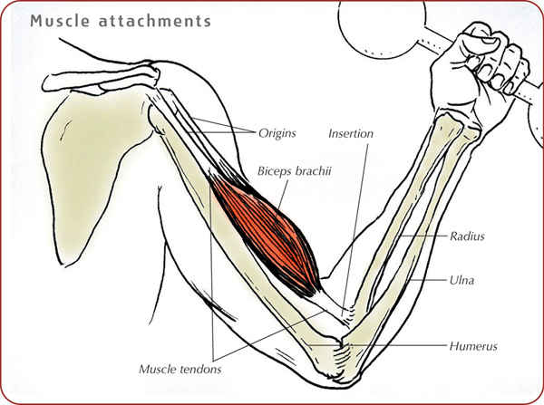 Typical features on a bone The word skeleto - photo 5