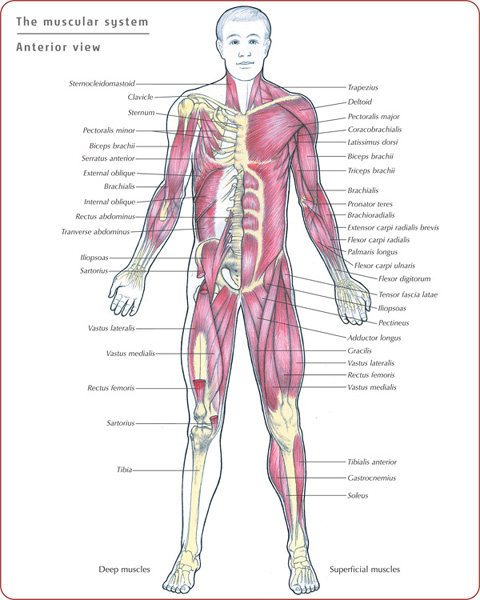 Typical features on a bone The word skeleton originates from a Greek word - photo 6