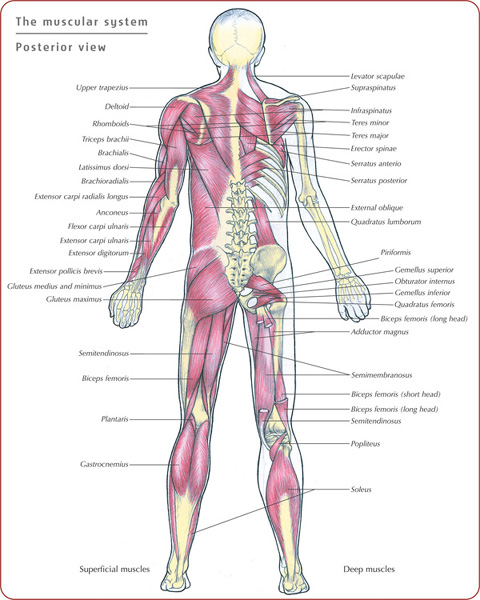 Typical features on a bone The word skeleton originates from a Greek word - photo 7