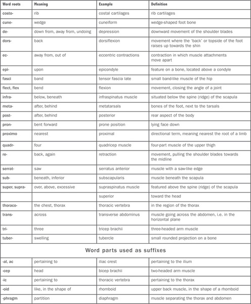 SYSTEMS OF THE BODY The human body can be viewed as an integration of - photo 4