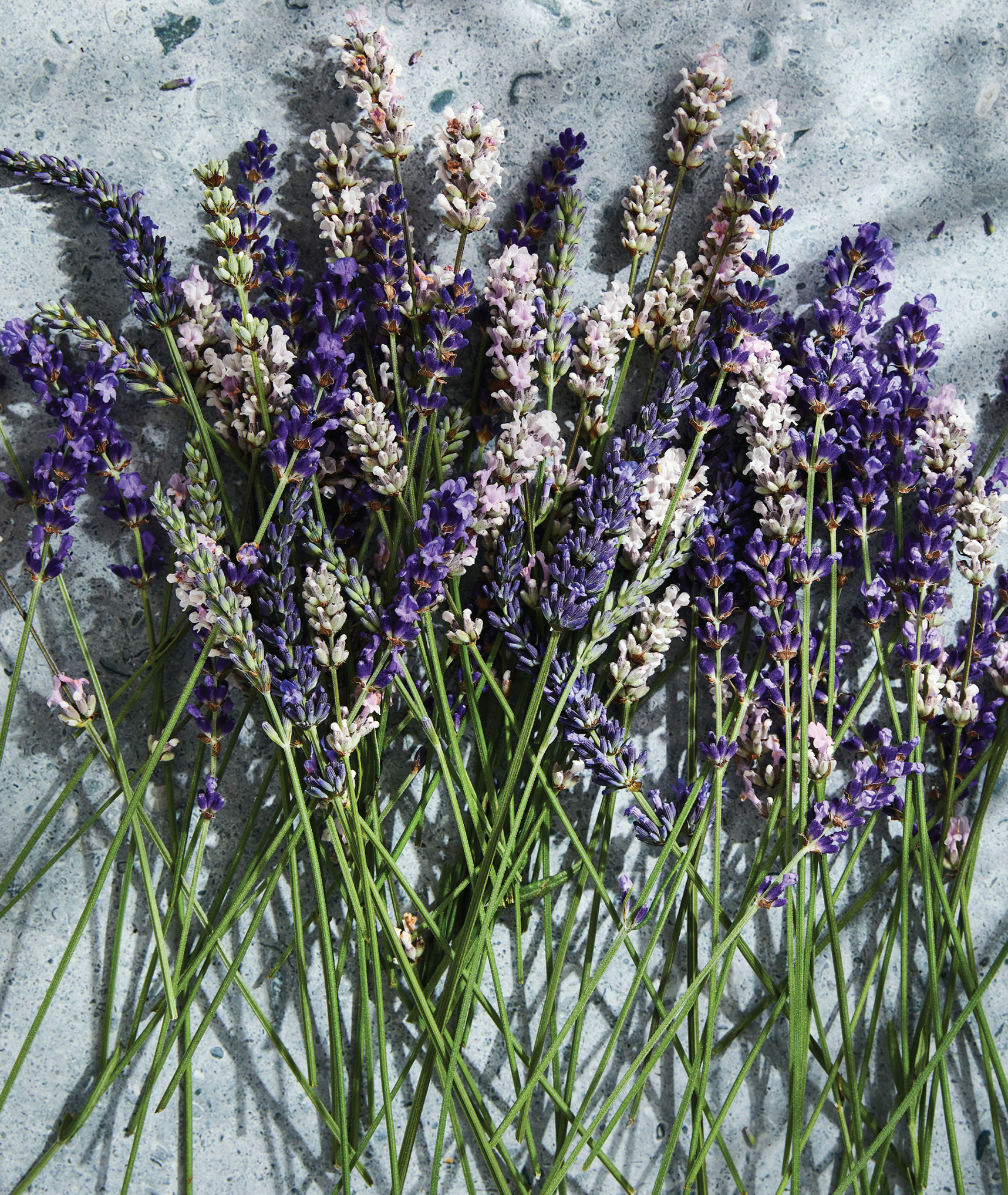 Introduction Lavender has wafted its way around the world and through the pages - photo 6