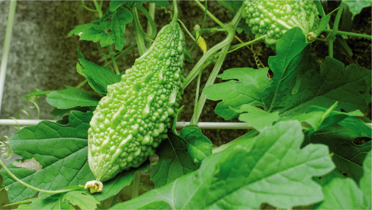 By medieval times cucumbers were being eaten across Europe and in the 9th - photo 6