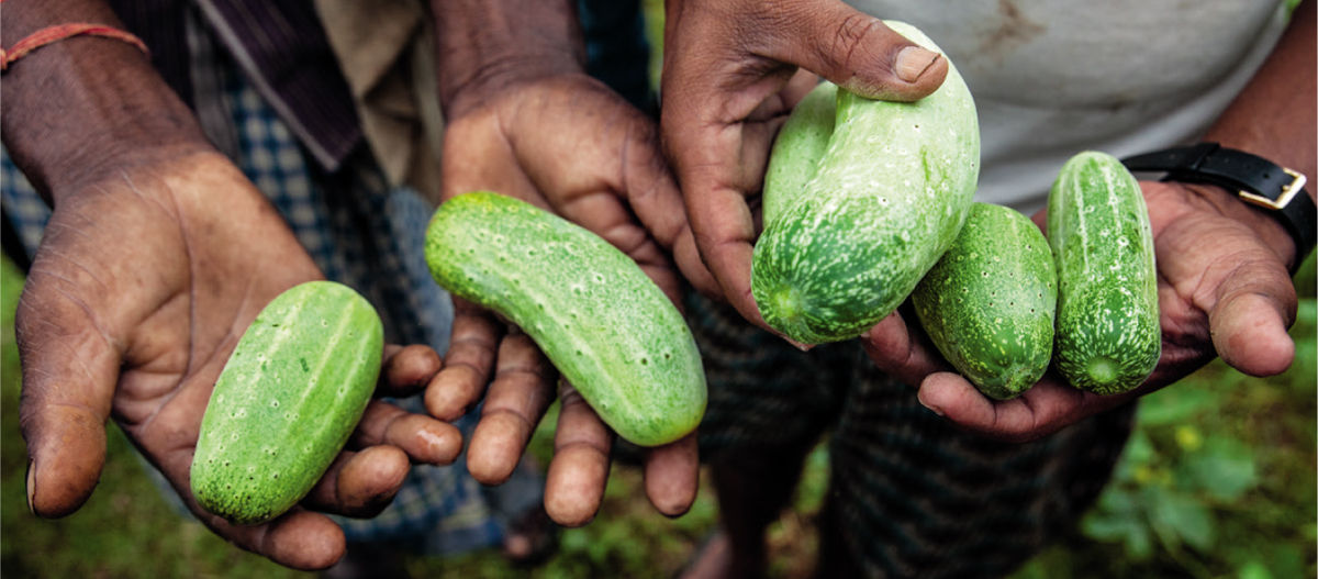 HEALTH BENEFITS The unassuming cucumber packs a powerful punch when it comes - photo 7