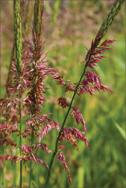 Zizania palustris ready to harvest University of Minnesota David L Hansen - photo 5