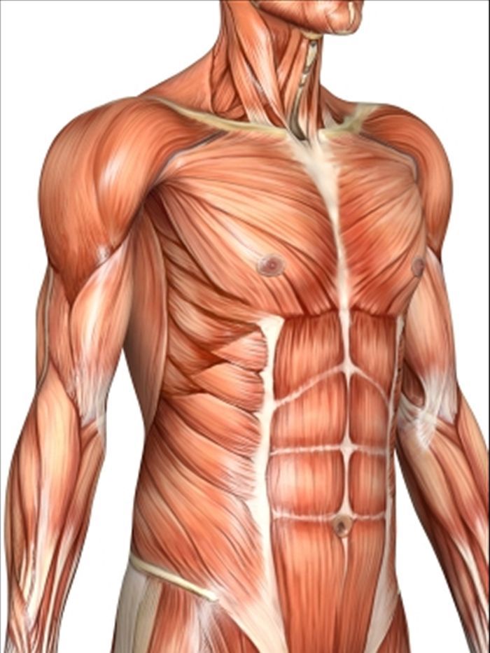 T he basic science of muscle growth is important in weight training When you - photo 5