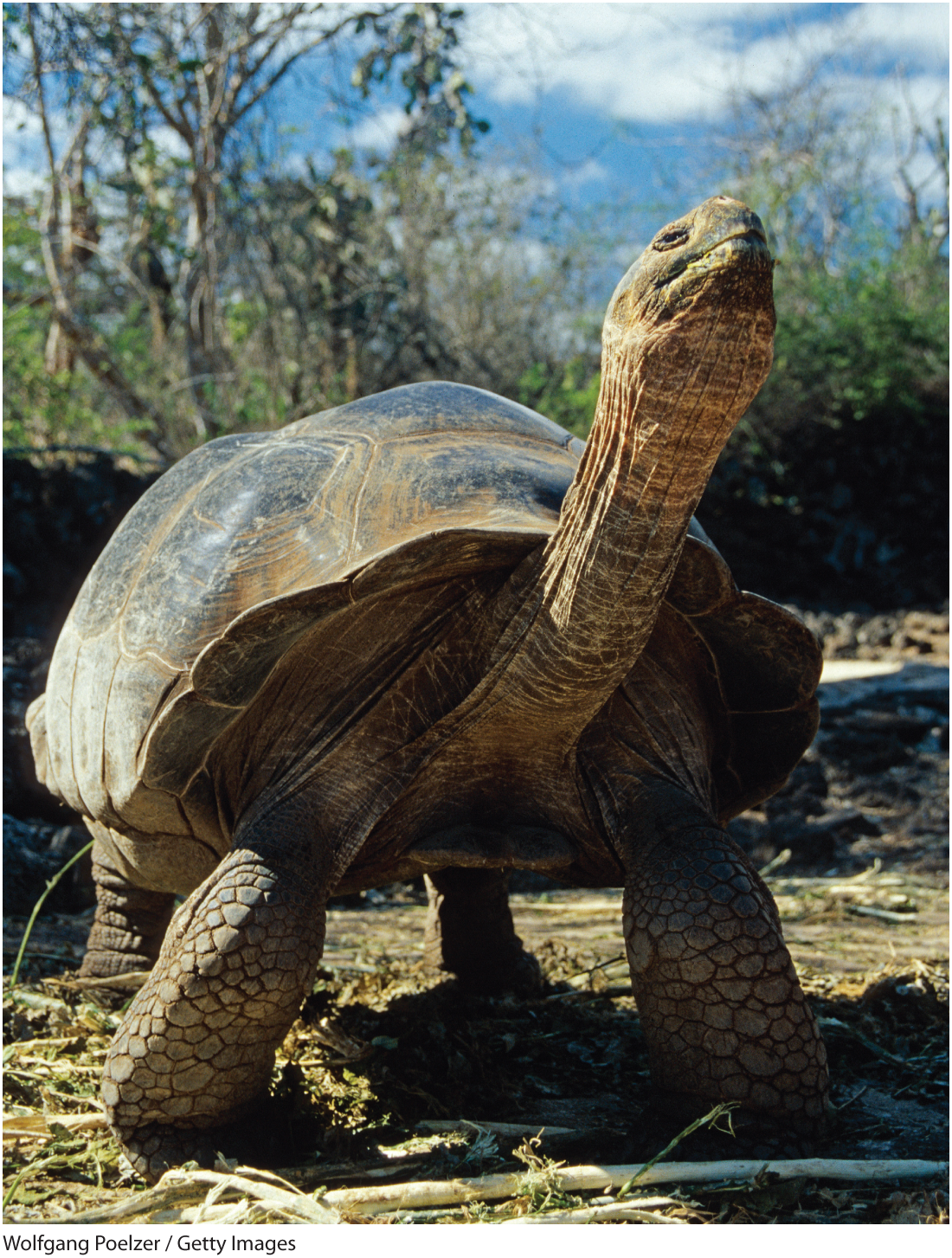 Text reads The latest research in evolutionary biology Douglas Emlen and Carl - photo 6