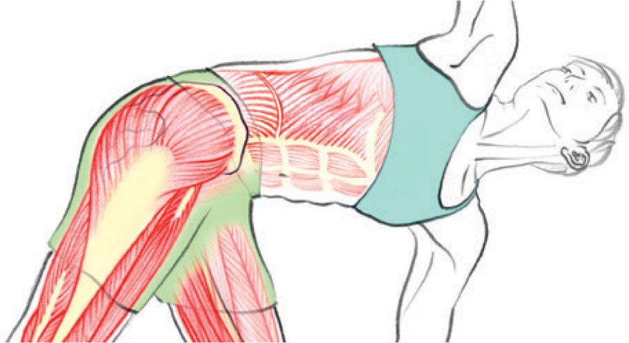 CONTENTS How to Use This Book PART OVERVIEW OF ANATOMY Anatomical - photo 3