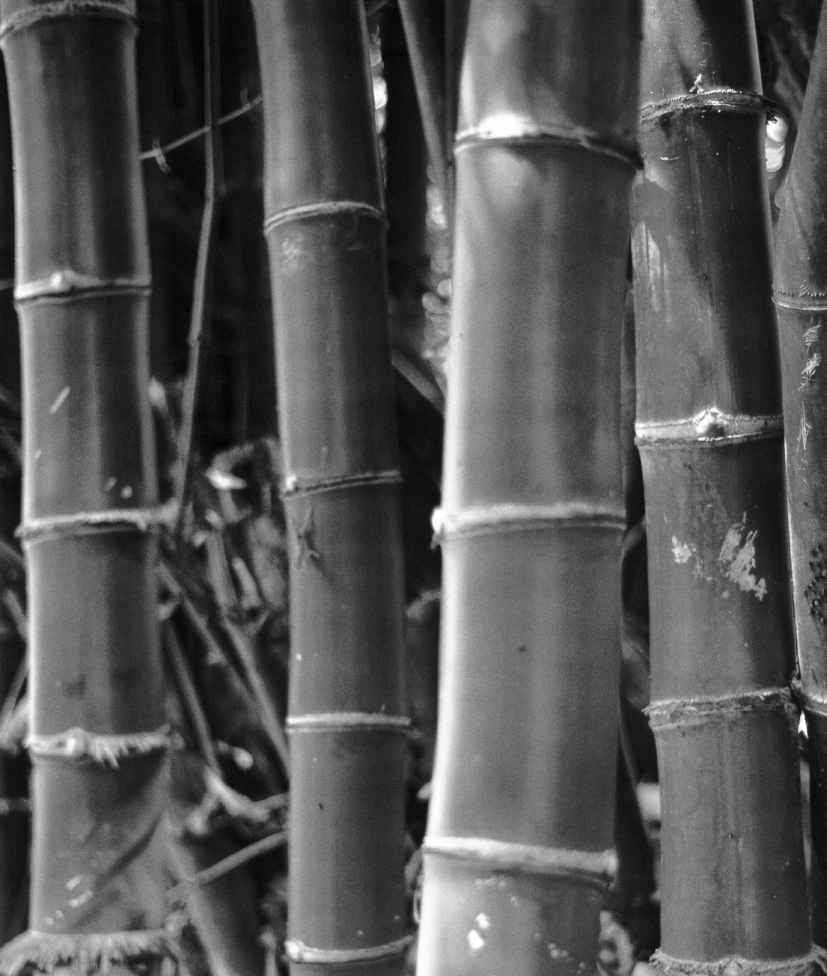 Dedicated to Laura Sam Sophie who have tolerated my bamboo predilection - photo 2